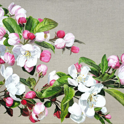 Apple Blossom