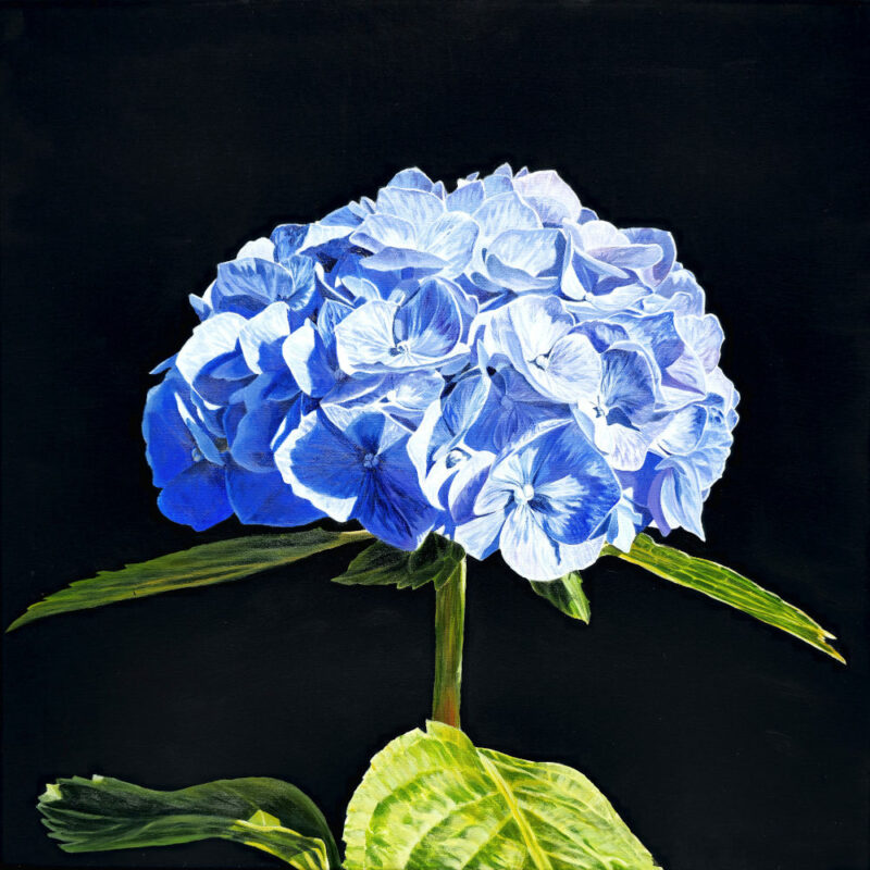 Mounted Print - Blue Hydrangea