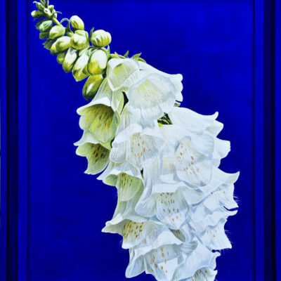 A single spear of white foxglove on deep light absorbing cobalt blue background. Growing in my garden in the bright sunshine.