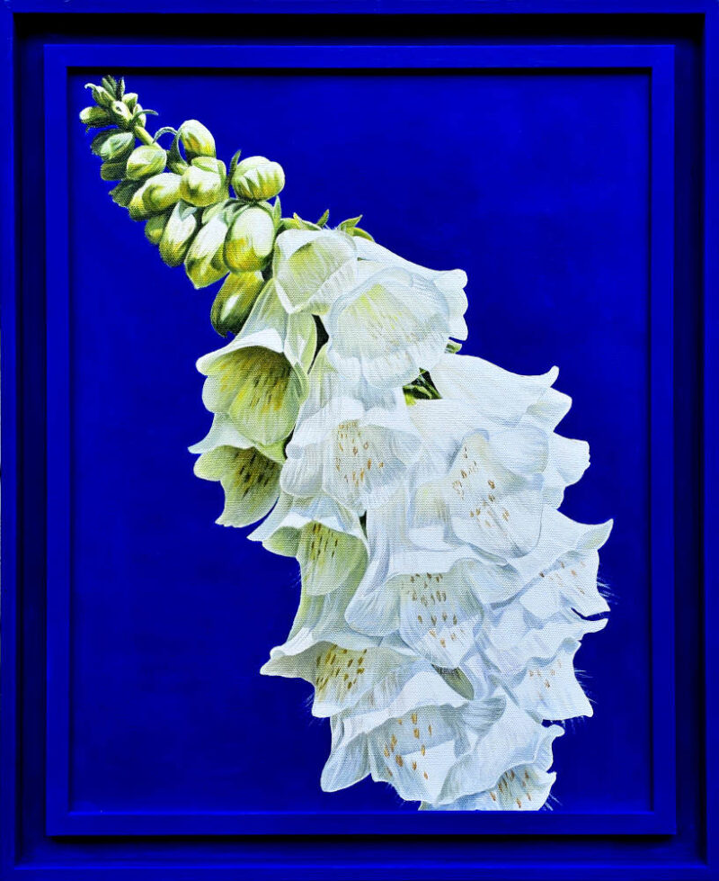 A single spear of white foxglove on deep light absorbing cobalt blue background. Growing in my garden in the bright sunshine.