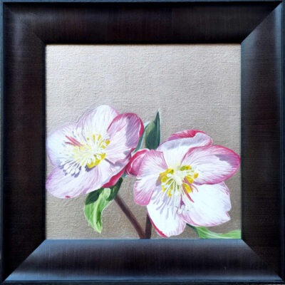 Pink and white hellebore in bright sunshine on cool 'caplain' gold leaf background.