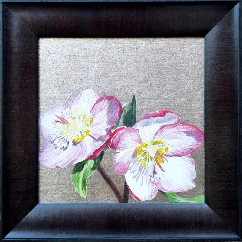 Pink and white hellebore in bright sunshine on cool 'caplain' gold leaf background.
