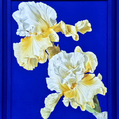 Blue vi