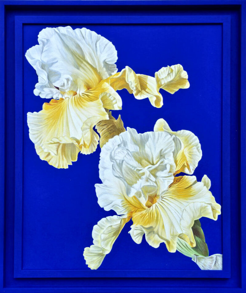 Blue vi