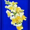 Blue vii