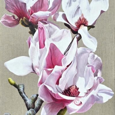 Cornish pink magnolia
