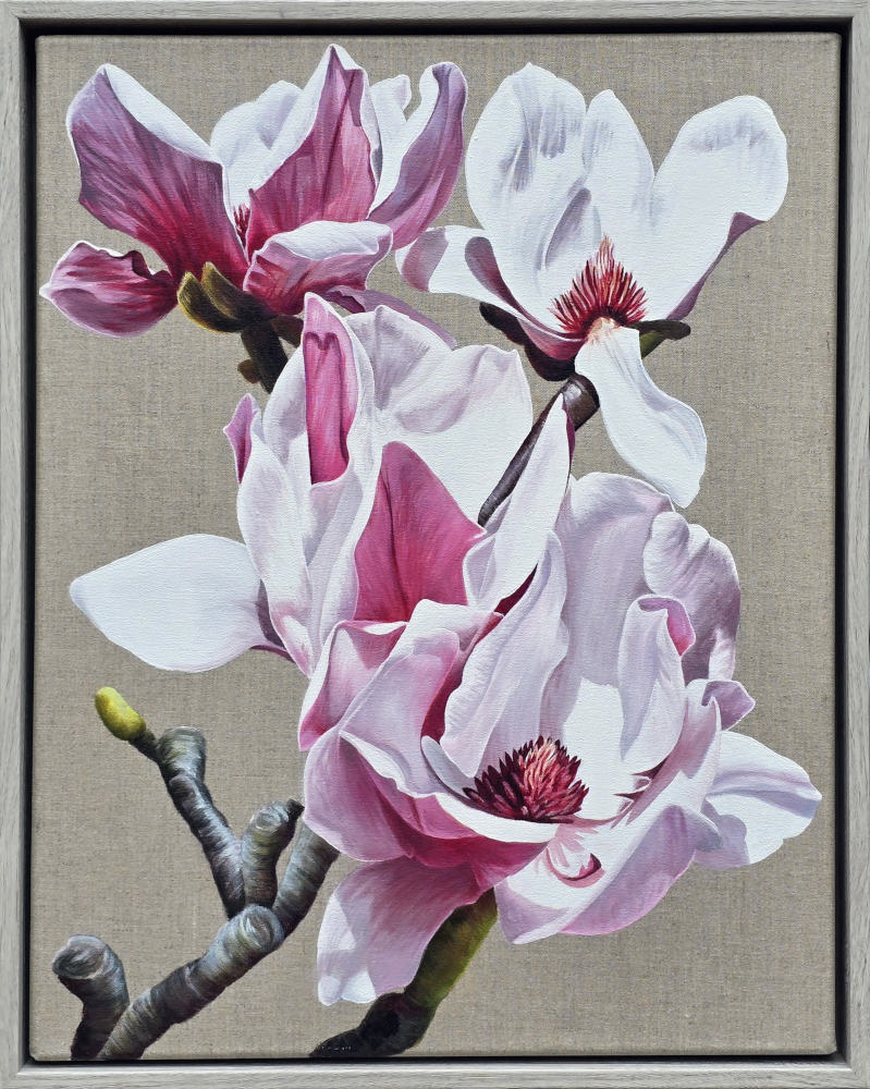 Cornish pink magnolia - Image 2